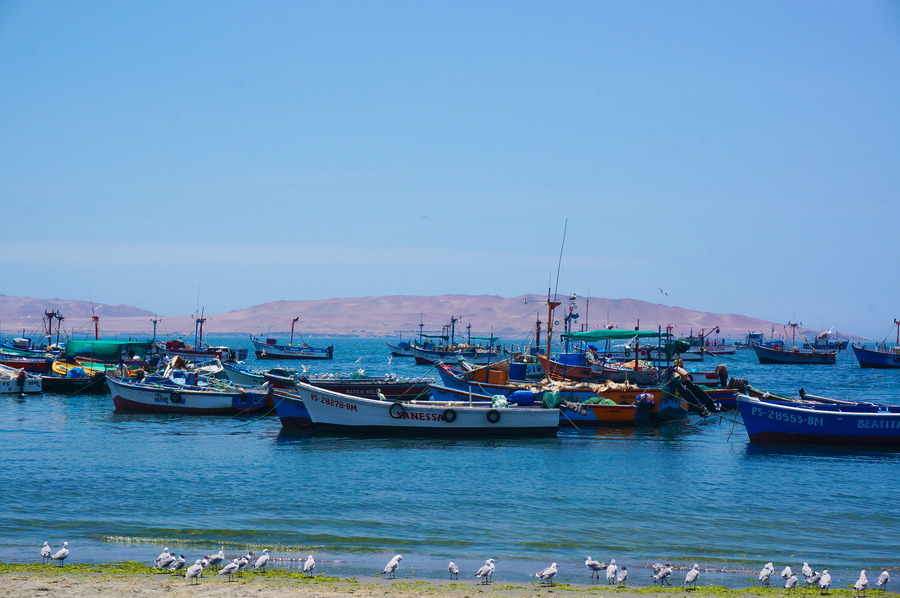Oasis de Huacachina et Réserve de Paracas : Beautés&nbsp;désertiques